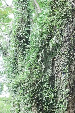 Tree Fork Covered with Epiphytes and Vines for Tropical Nature Texture Stock Photos