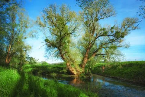 A tree at a fork in the river in the sunset Stock Photos