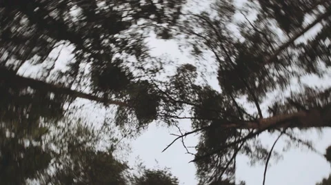 Tree form below the camera turns Stock Footage 50225918
