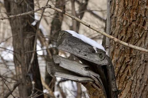 A tree in the form of a magical dragon Stock Photos