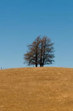 Tree formation on a hill of veldt Stock Photos