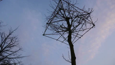 Tree Forming Art, Germany Stock Footage 89506328