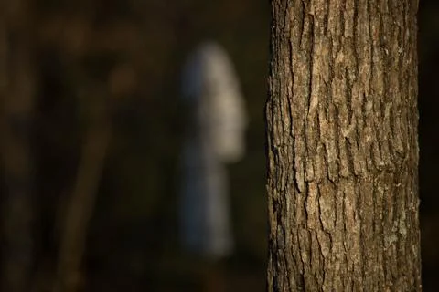 Tree In Forrest Stock Photos