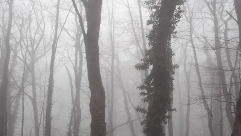 Tree forst in fog mist 스톡 동영상 171287184