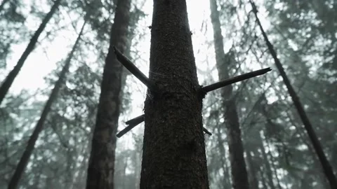 Tree with four branches and a spider's web Stock Footage 165213341