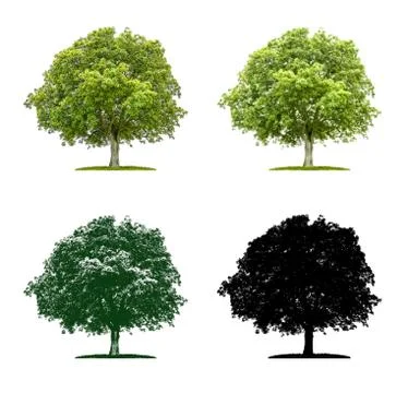 Tree in four different illustration techniques - Walnut tree Stock Illustration
