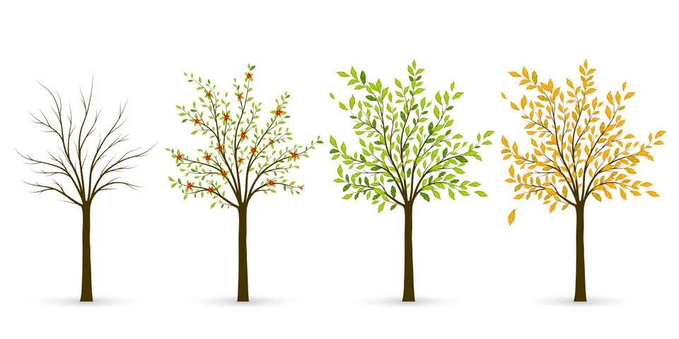 Tree in four seasons - winter, spring, summer, autumn. Vector illustration Stock Illustration