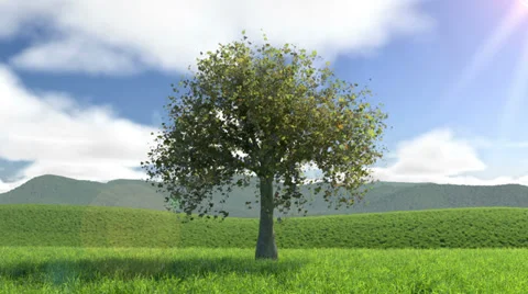 A tree in the four seassons, Seamless Loop Vídeo Stock 39570946