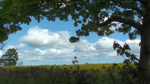 TREE FRAME Stock Footage 11073478