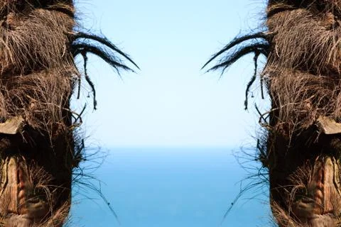 Tree frame Stock Photos