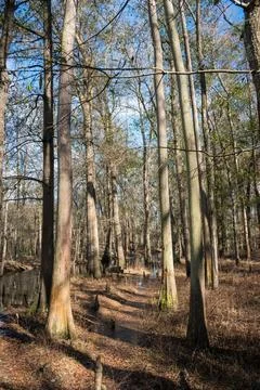 Tree Frame Stock Photos