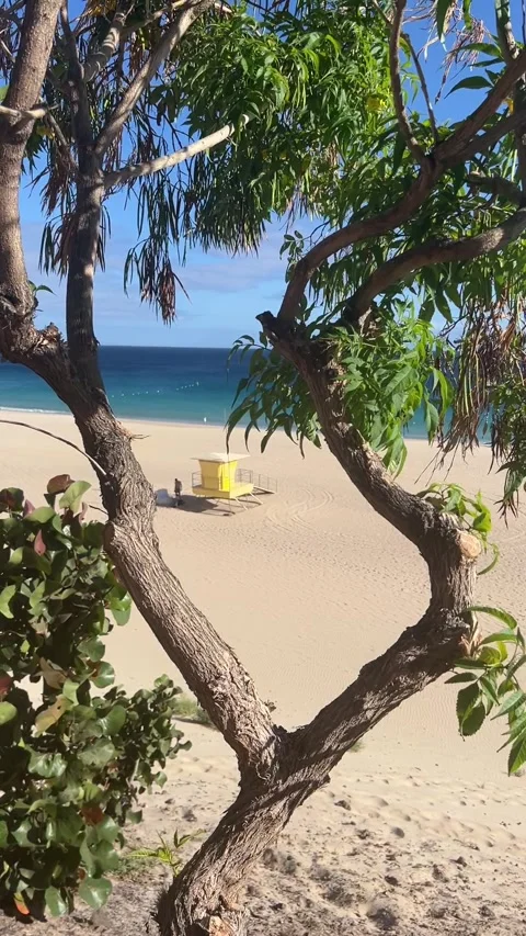 Tree frame yellow lifeguard tower sandy beach ocean view Morro Jable HD Stock-Footage 342039095