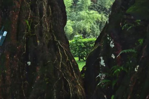 A tree framed by a branching tree trunk Stock-Fotos