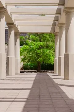 Tree Framed by Columns and Architectural Shadows Stock Photos