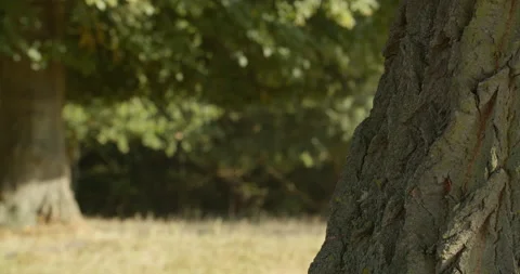 Tree framed right with joggers passing in soft focus background 스톡 동영상 150375692