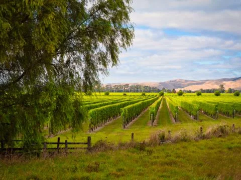 Tree framed sculpted vineyard rows Foto stock