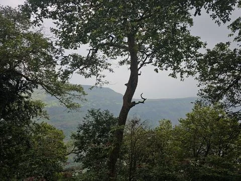 Tree-framed view of distant hills and valleys seen through dense forest Stock Photos