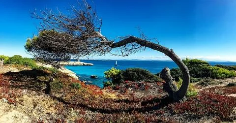 Tree frames Stock Photos