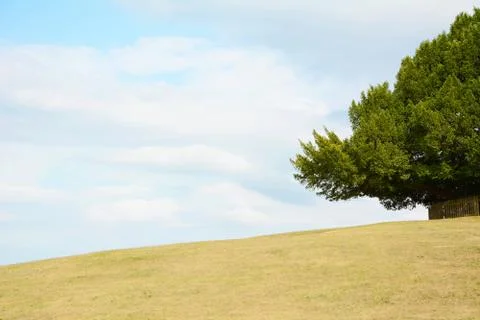 Tree frames the sky on an empty hill Stock Photos