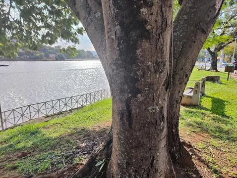 Tree framing the lake in the background Stock Photos