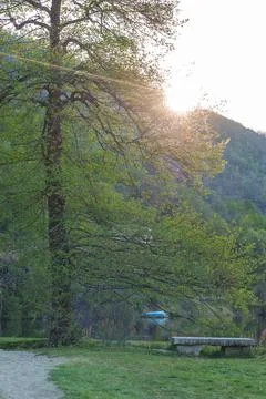 Tree framing lake view with sun rays and stone bench Stock Photos