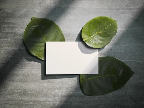 Tree fresh leafs and white busines card. 3d rendering 库存插图