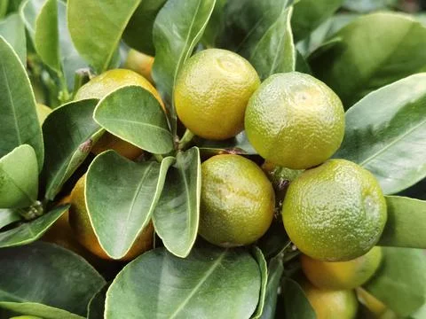 The tree with fresh limes Stock Photos