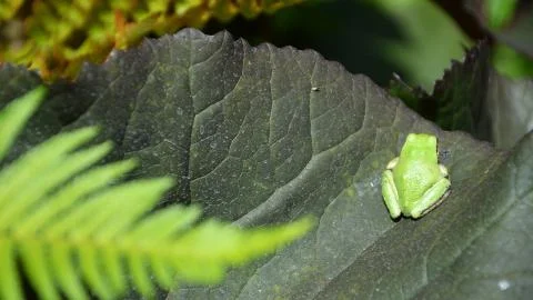 Tree frog 1 Stock Photos