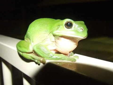 Tree frog 1 Stock Photos