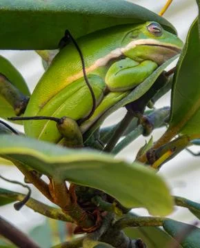 Tree-frog-12 Stock Photos