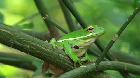 Tree frog 2 Stock Footage