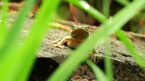 Tree Frog 2 Stock Footage 10878481