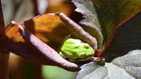 Tree frog 2 Stock Photos