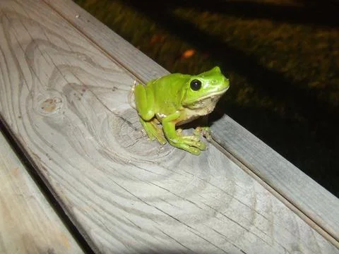 Tree frog 2 Stock Photos
