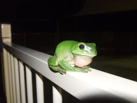 Tree frog 3 Stock Photos