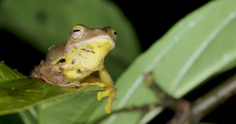 Tree Frog in 4k NATURE WILDLIFE Stockbeeldmateriaal 336115451