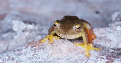 Tree Frog 4k NATURE WILDLIFE Stockbeeldmateriaal 336115467