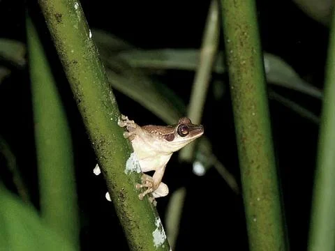 A tree frog in the amazon rainforest Stock Photos