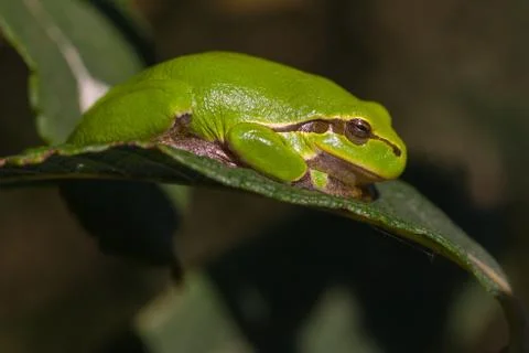 Tree frog basking on a leaf Stock Photos