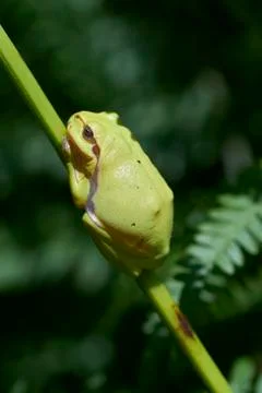 Tree frog between fern 写真素材