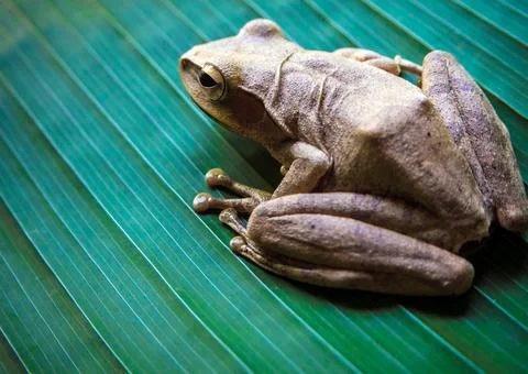 Tree Frog on the big green leaf Stock Photos