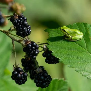 Tree frog with blackberries Stock Photos