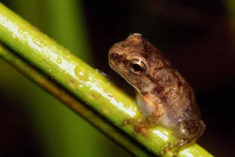 Tree frog on a blade of grass Stock Photos