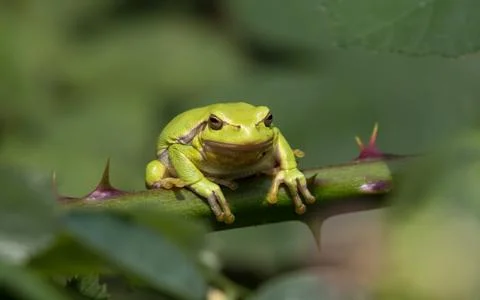 Tree frog in a bramble bush Stock Photos