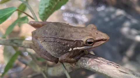 Tree Frog on Branch Above Tropical River – Close Up 4K Footage" Stock Footage 317944233