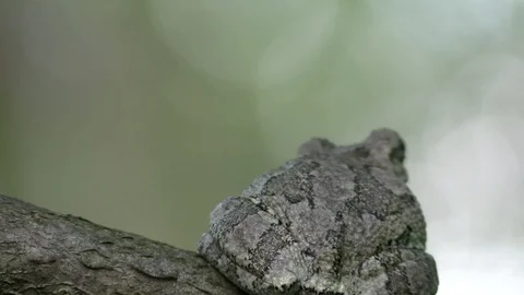 Tree frog on a branch in forest facing away turns to the left Stock Footage 116753200