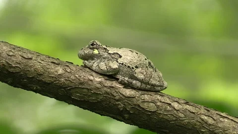 Tree frog on a branch in forest Stock Footage 116753032