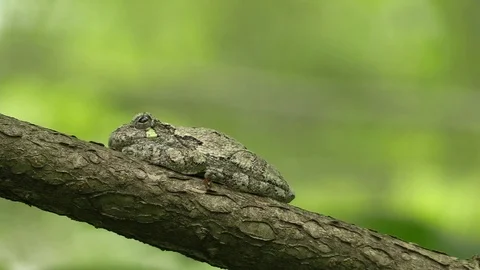 Tree frog on branch in forest kicks away an ant and almost falls Stock Footage 116753130