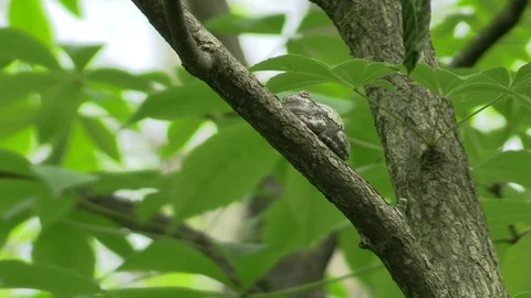 Tree frog on a branch in forest leaves surround Stock Footage 116753040
