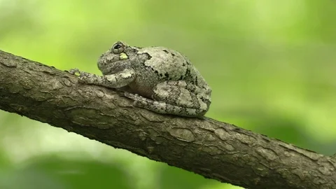 Tree frog on a branch in forest opens mouth Stock Footage 116753026